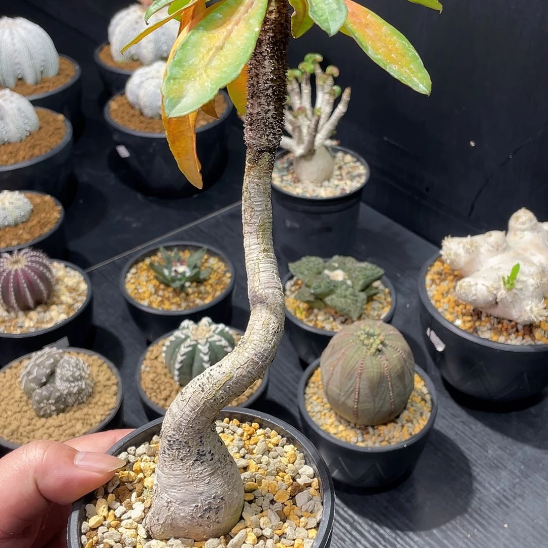 象鼻大戟带盆包邮