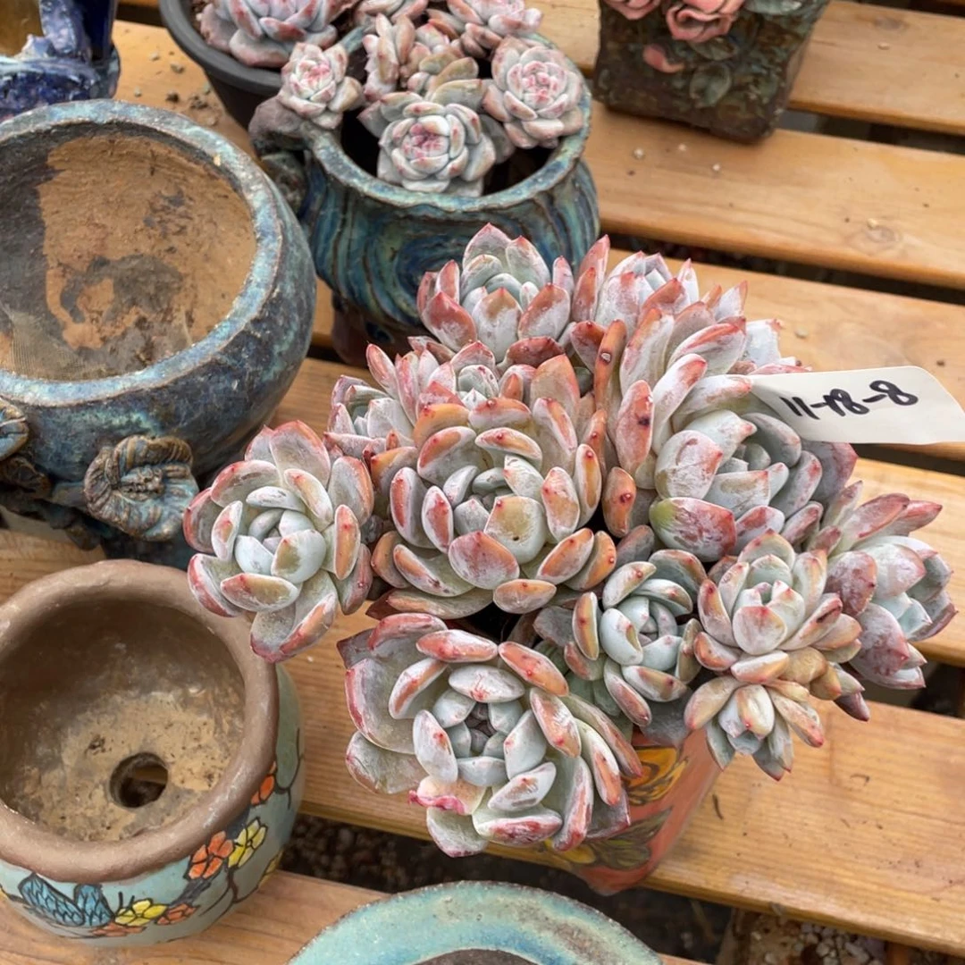 牙***牙11-18-8静好多肉园艺