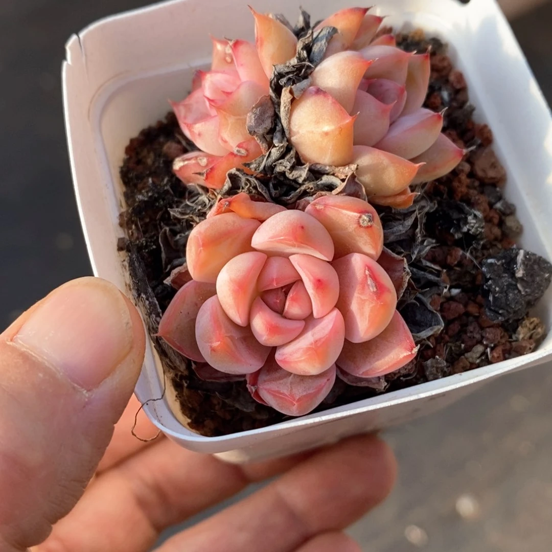 精品多肉一物一拍18