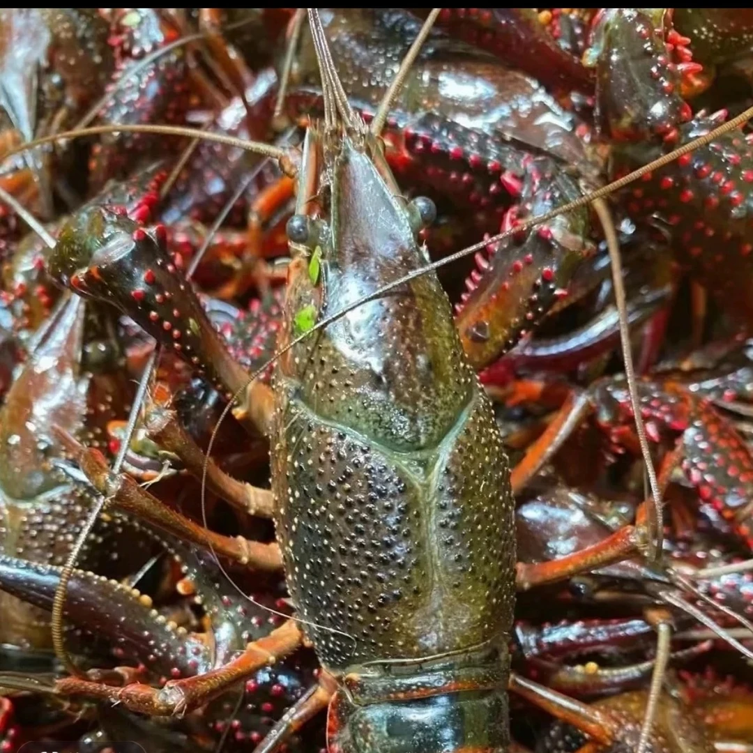 潜江清水养殖小龙虾大青虾1.5kg（单只6/8钱）小龙虾制品小龙虾制品小龙虾制品龙虾同城送