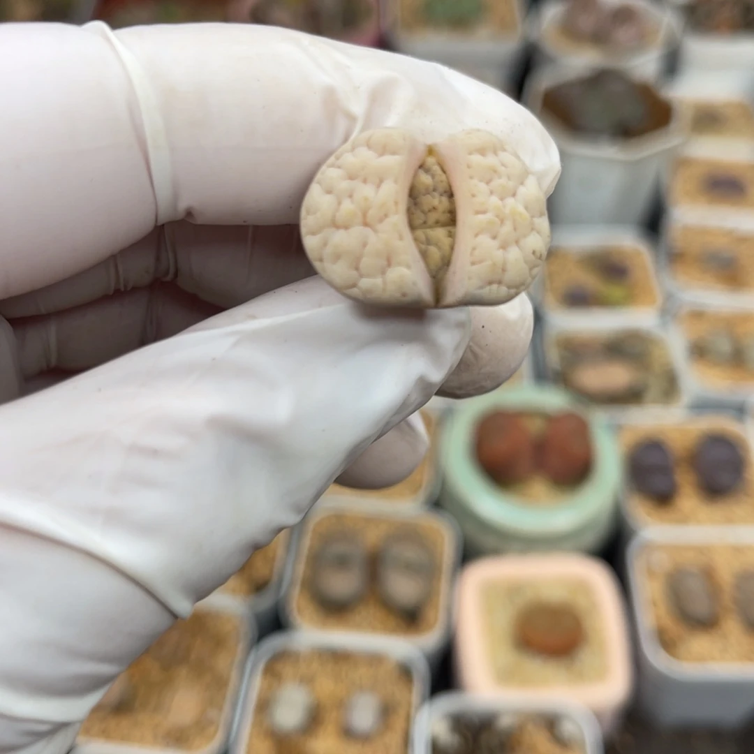 多肉植物一物一拍33