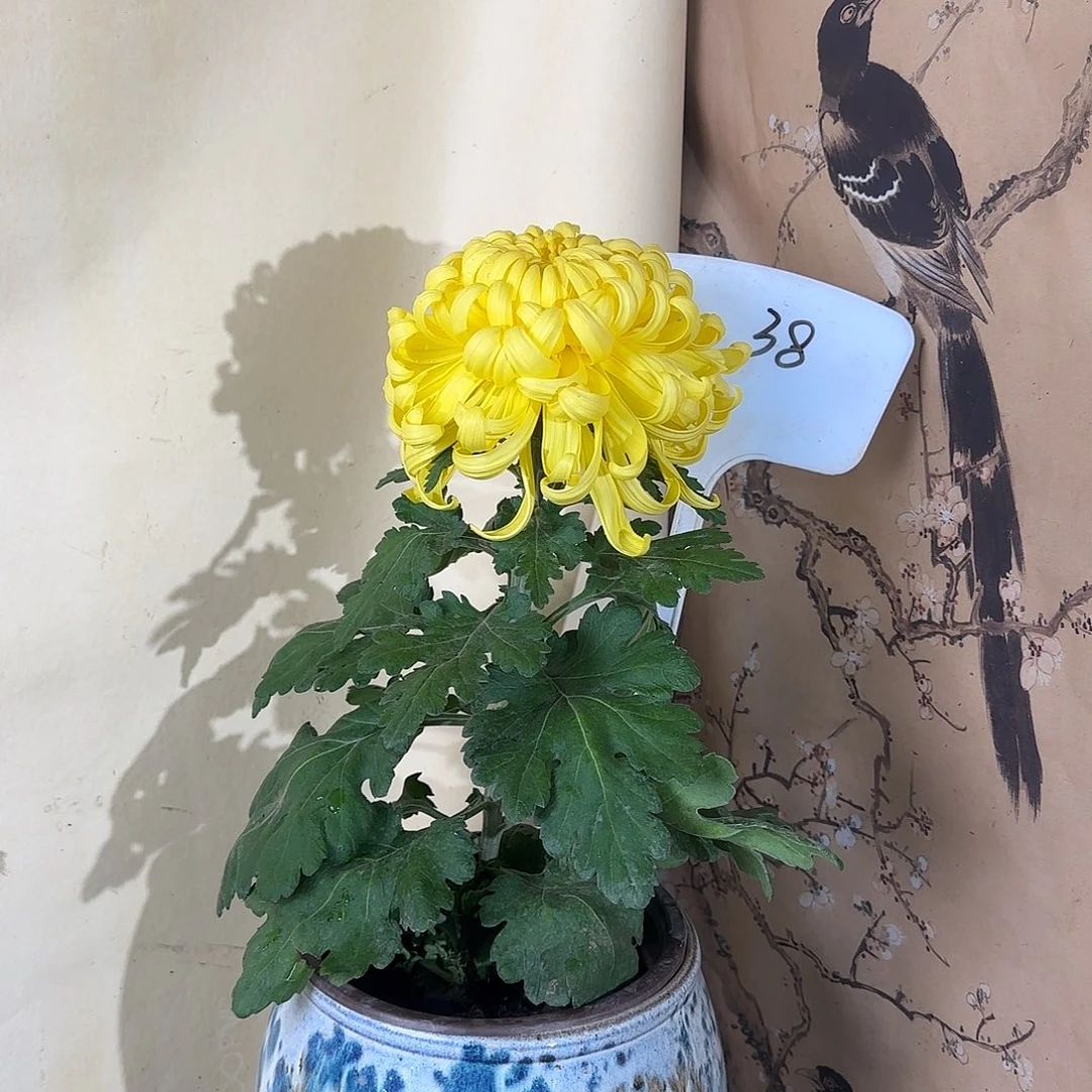 全部花朵S666666666