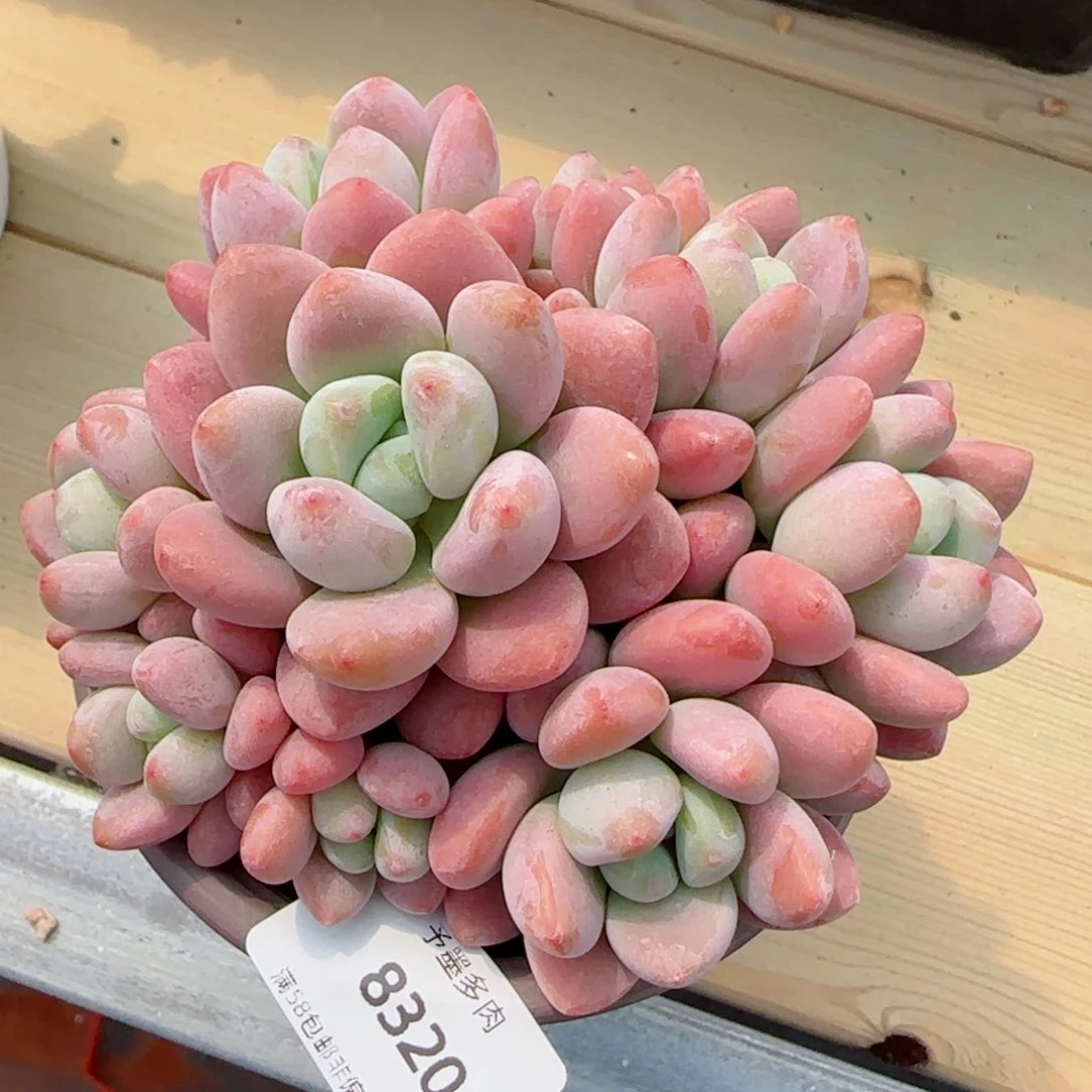 洛神，8320多肉植物