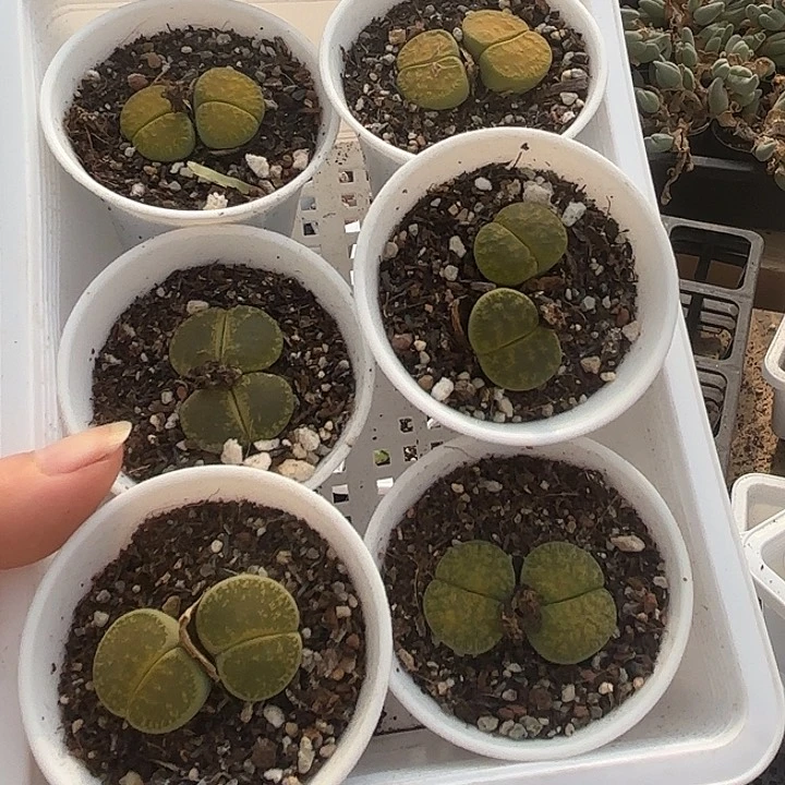 绿紫薰双头生石花随机6盆一组