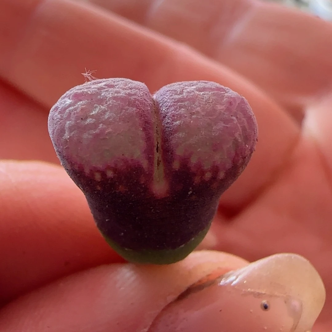 草****g精品风铃喜欢哪个搂哪个