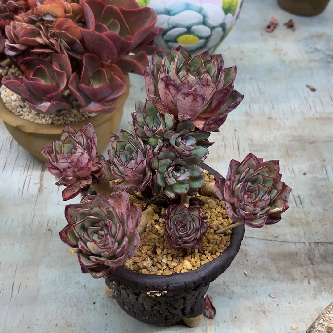 里加28 零零多肉植物