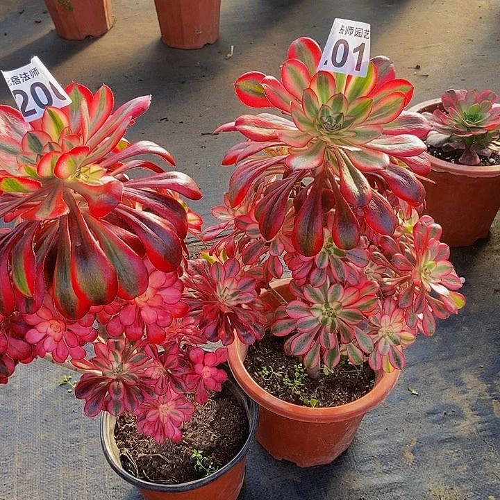 000000000000000200201香奈儿