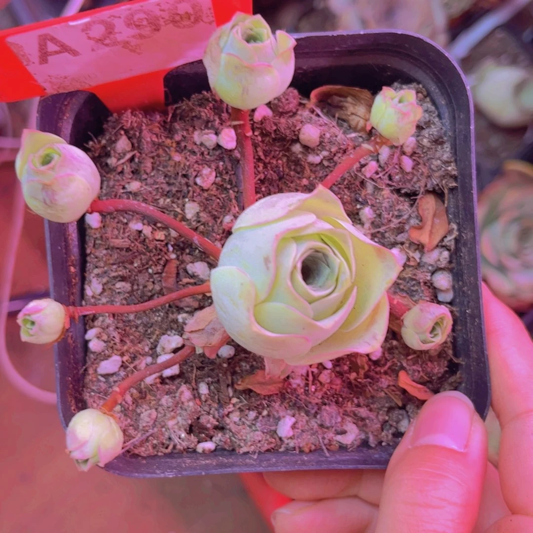 290山地玫瑰 飘支不售后