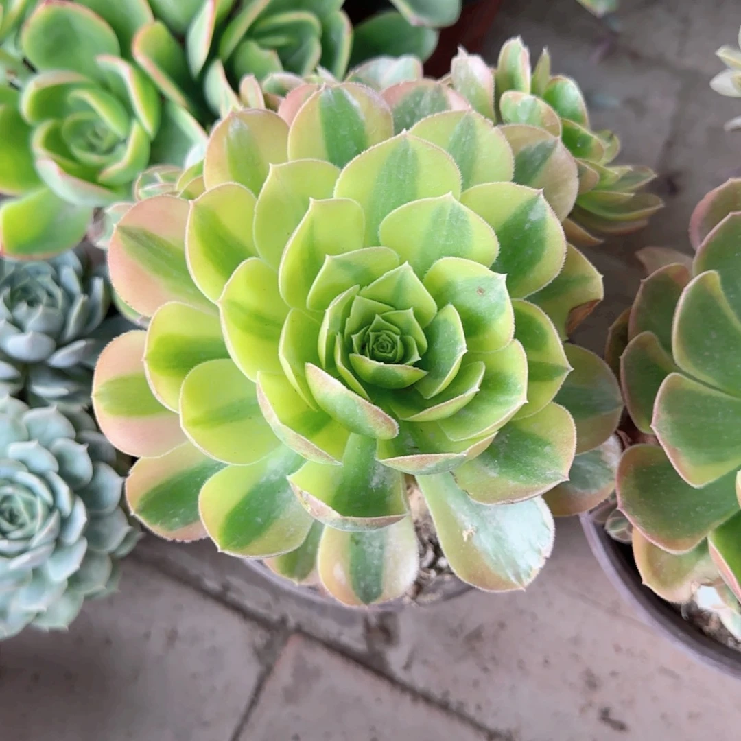 无花朵万黄锦特价
