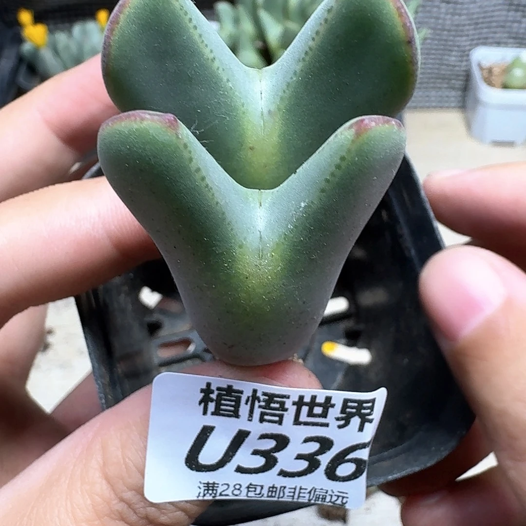 多肉植物的人生rghn