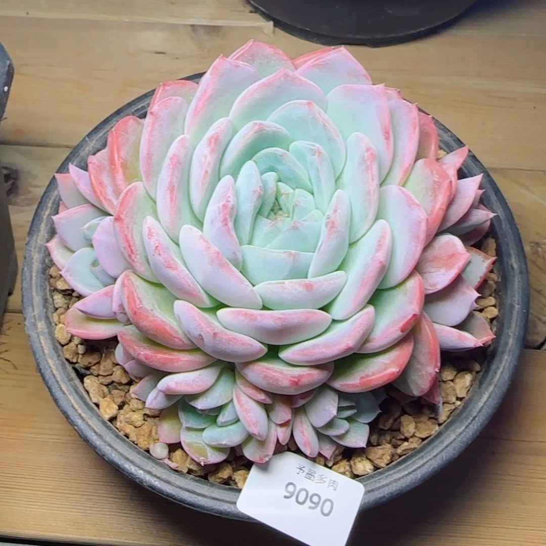 厚梦手捧，9090多肉植物