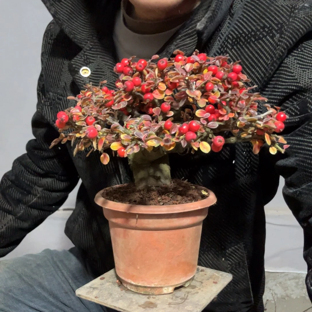 过***客云南昭通红花平枝栒子