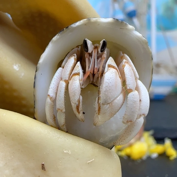 A1纯白 西沙1.3cm口径