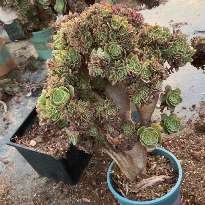 瑕疵圆叶朵朵脱土发货啊