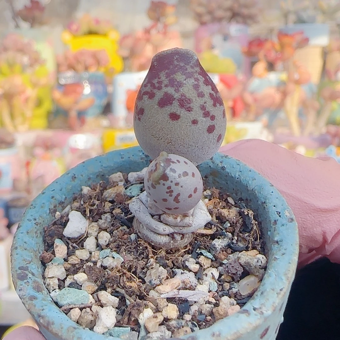 L 紫丸海豹 盆口3cm