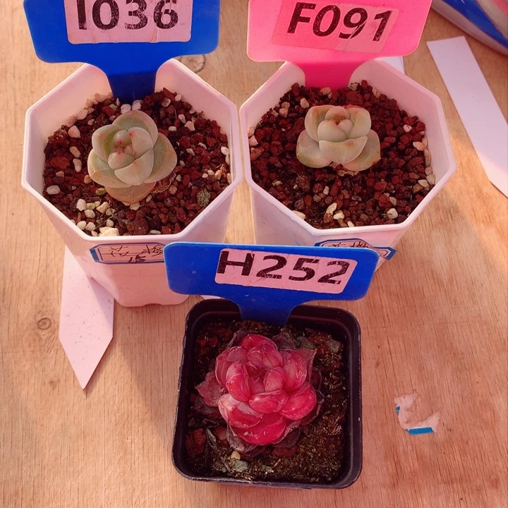 怡*三颗3cm多肉植物