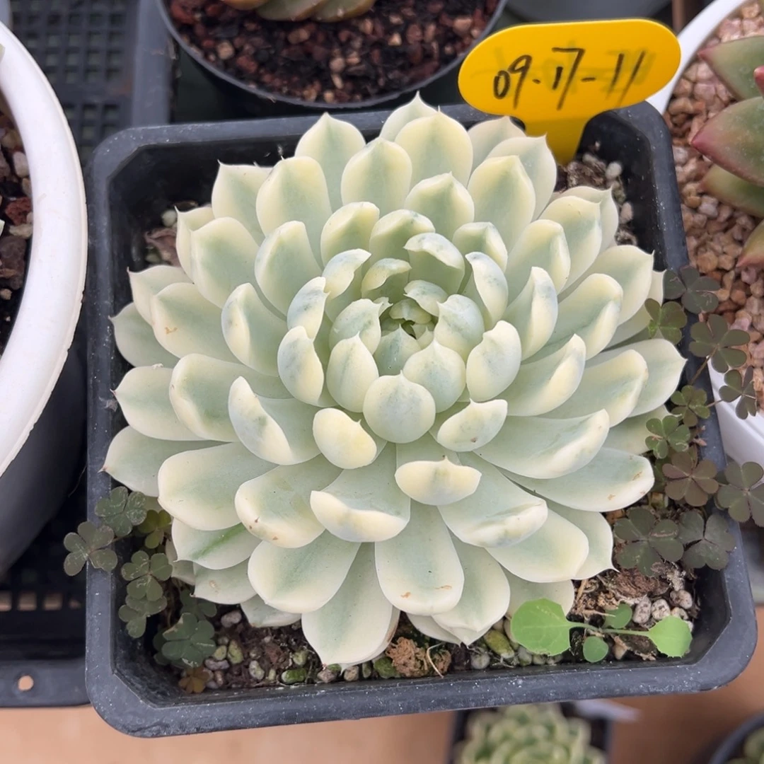 09-17-11香草月影锦多肉植物