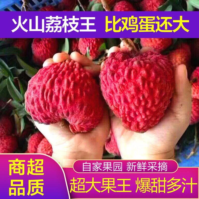 海南火山荔枝王新鲜超大鲜荔枝孕妇水果现摘现发巨无霸送人礼盒装