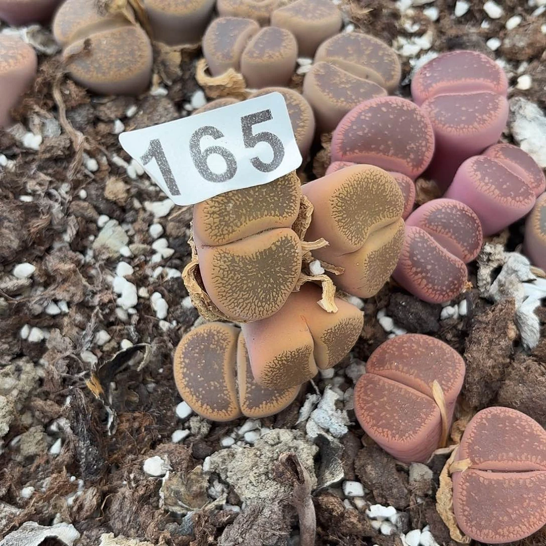 生石花一物一拍165