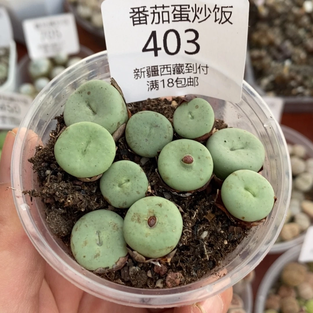 感谢您的支持，00403