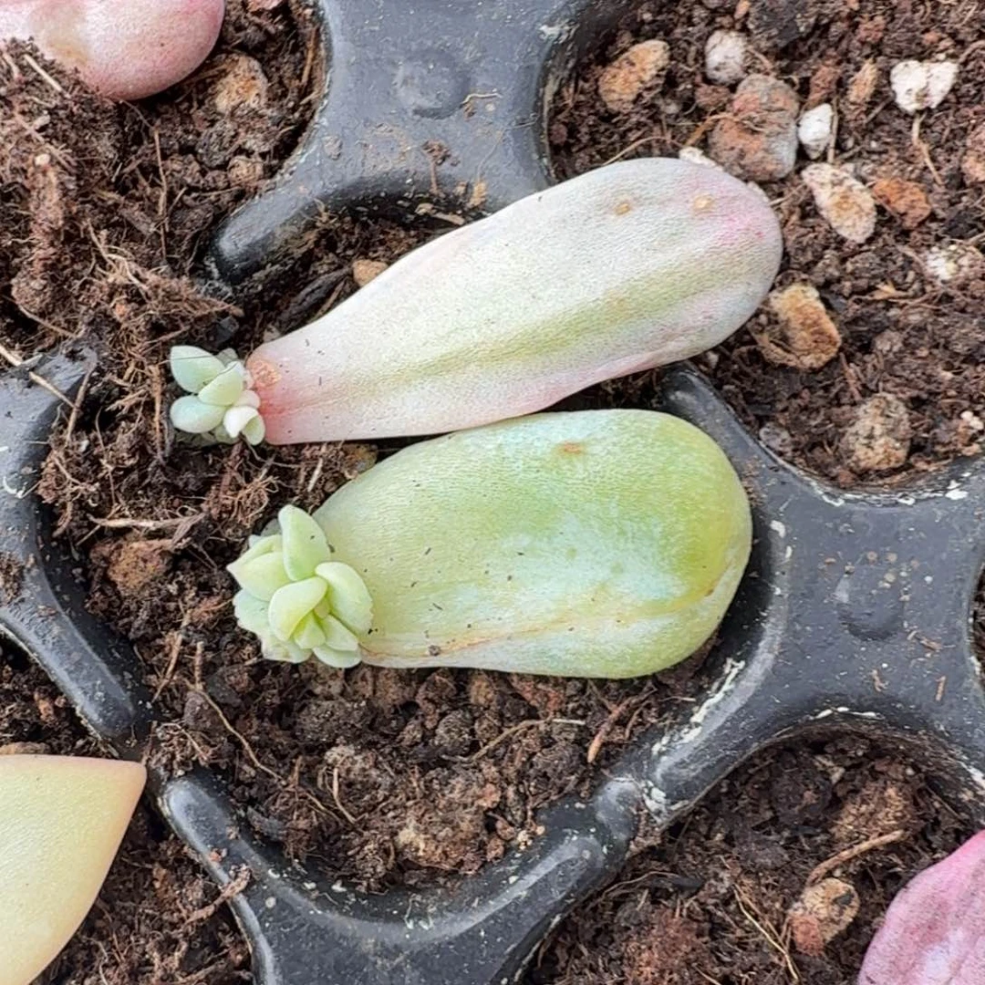 超白锦拉丝锦一刻的