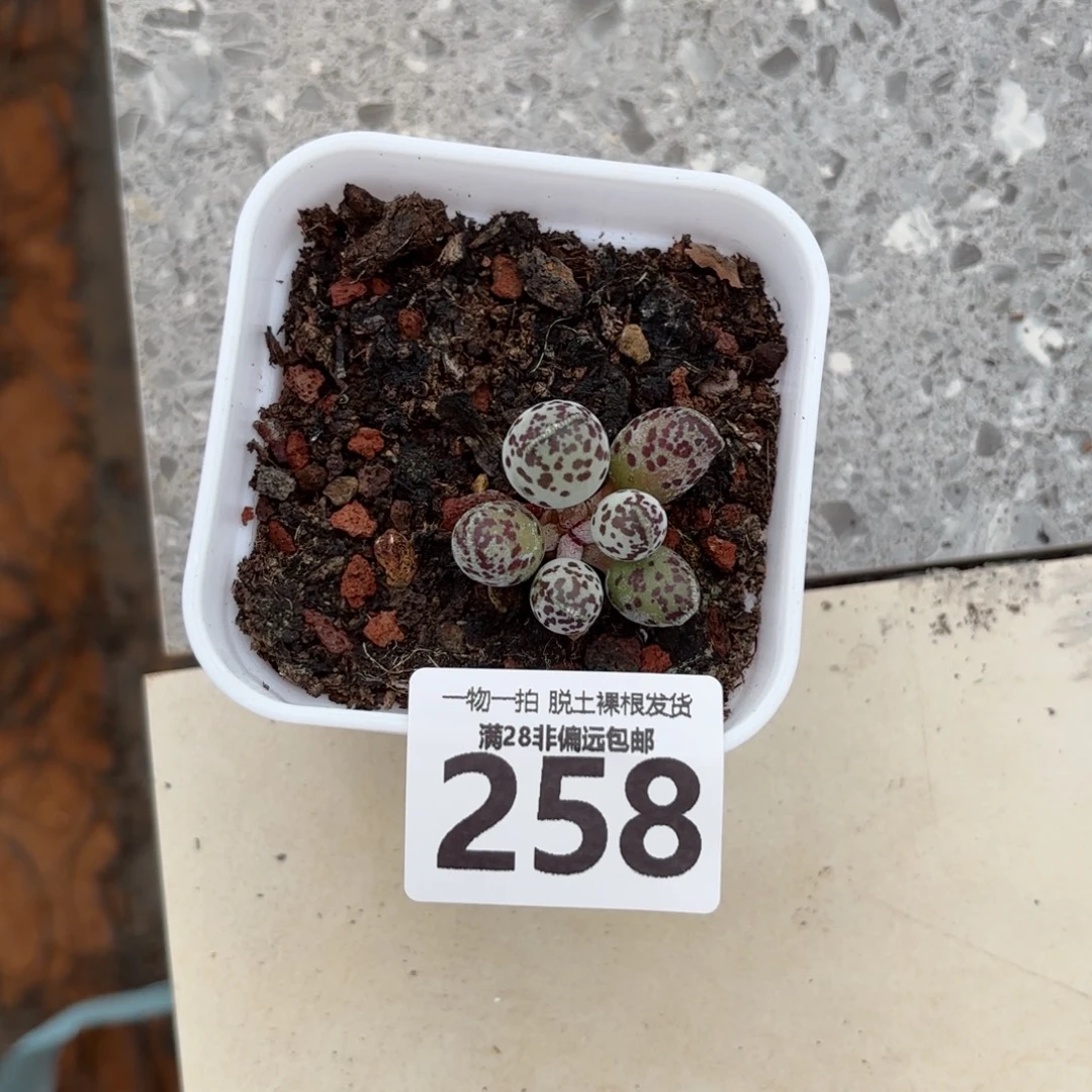 海豹掉叶不售后无盆土发货
