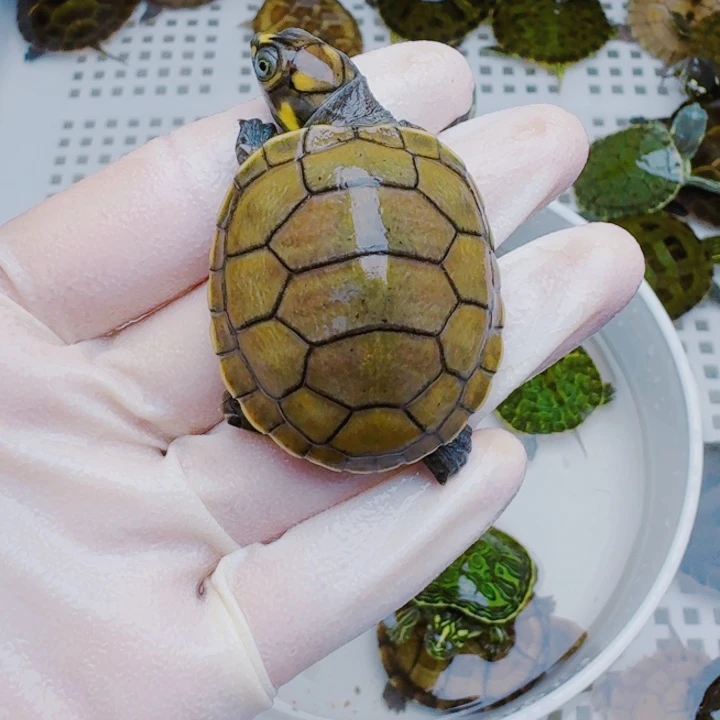 P***x母绿毛龟222222222222