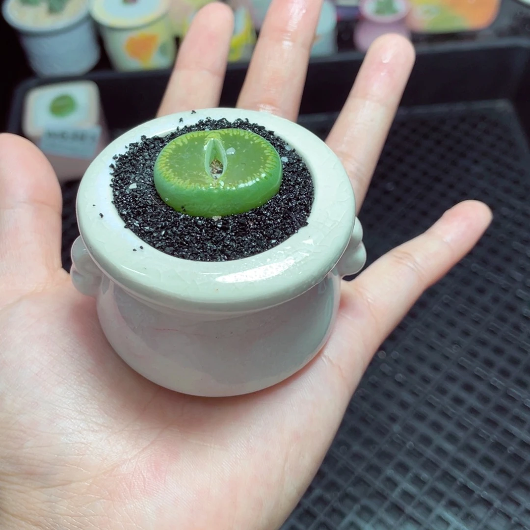 w6382 -零下地区拍保温箱-15支持寄养