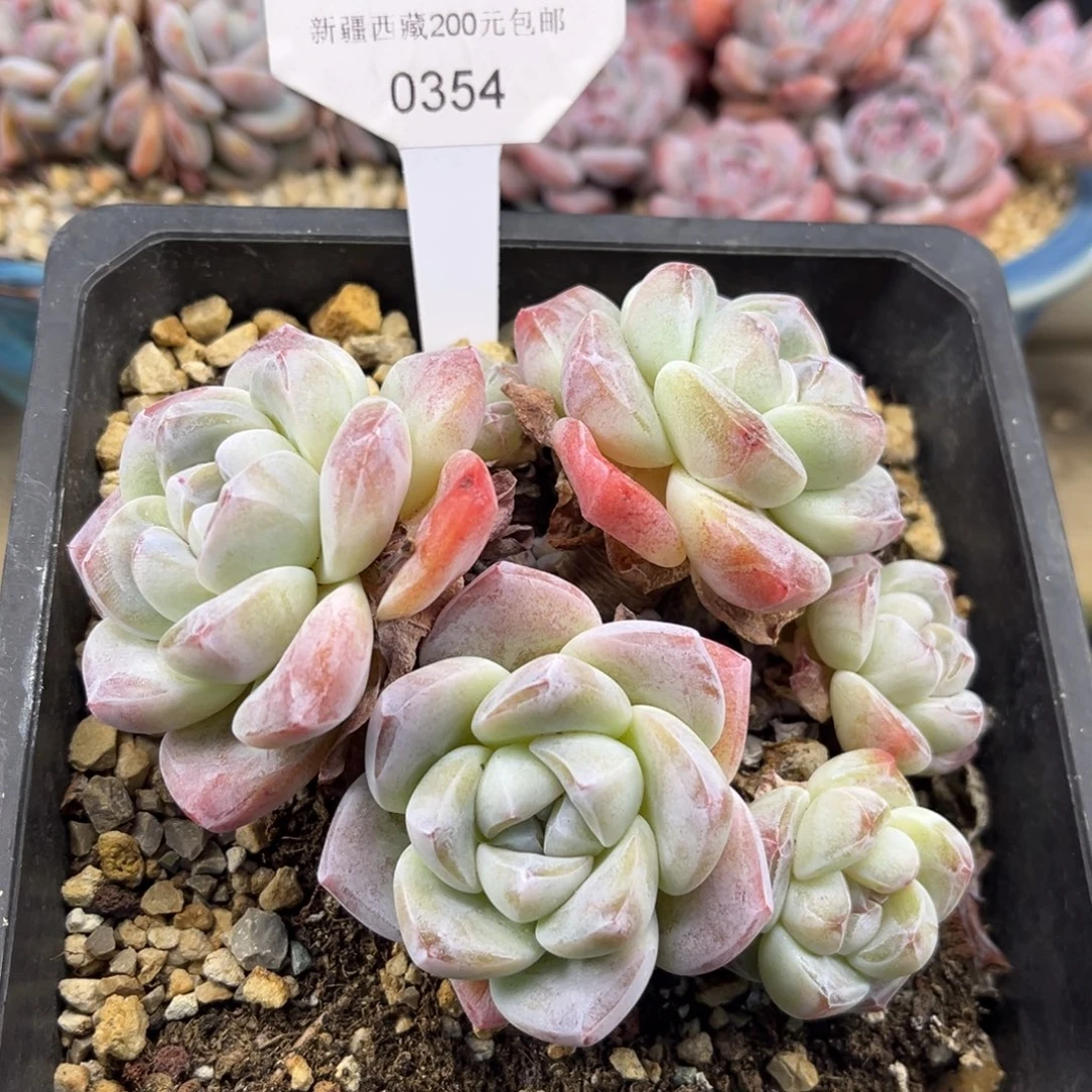冰玉354/12cm6头多肉