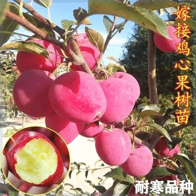 嫁接鸡心果苖耐寒抗冻鸡心苹果树苖南方北方种植盆栽地栽当年结果