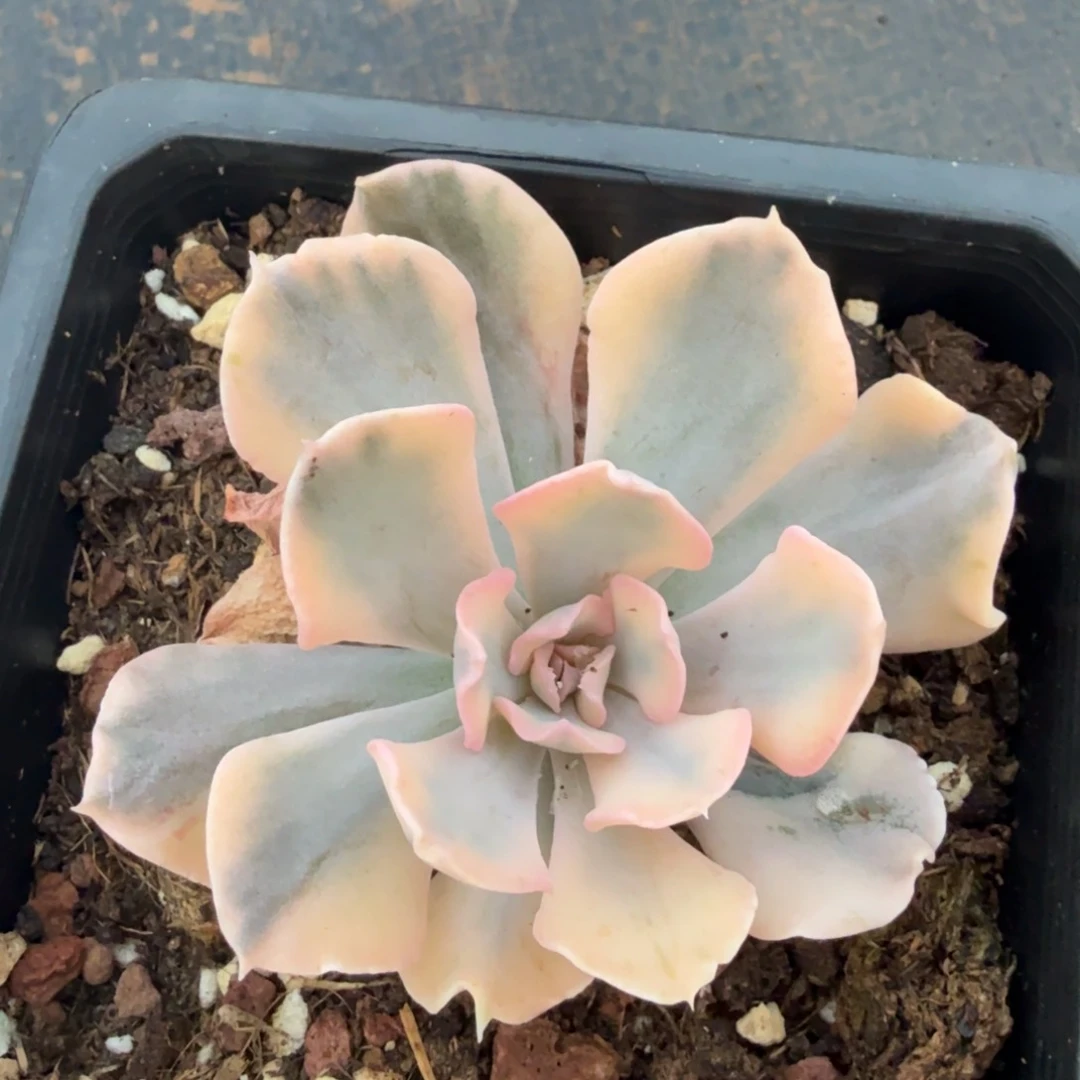 天鹅湖锦腹轮锦一颗