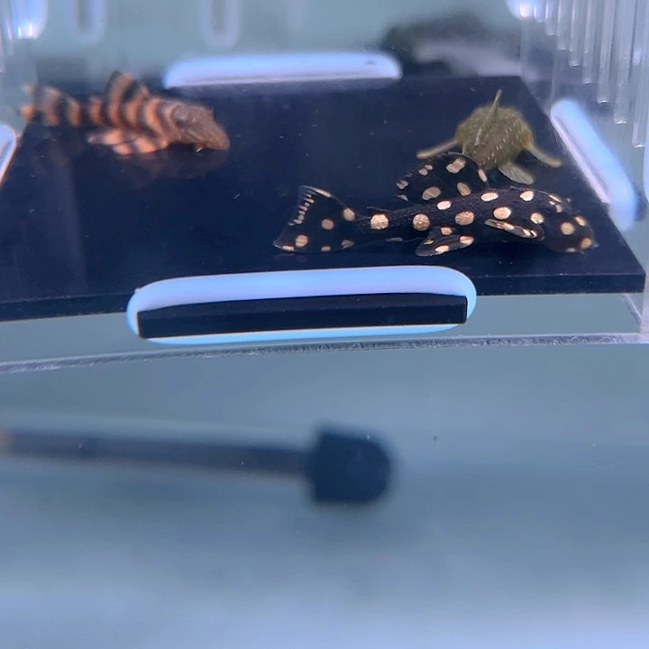 清道夫鱼23-021组合3条