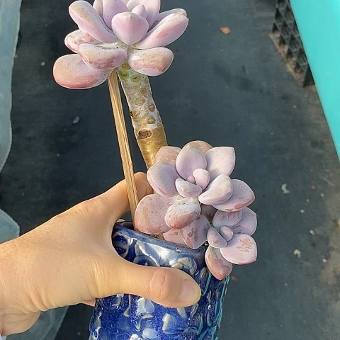 980多肉植物老桩