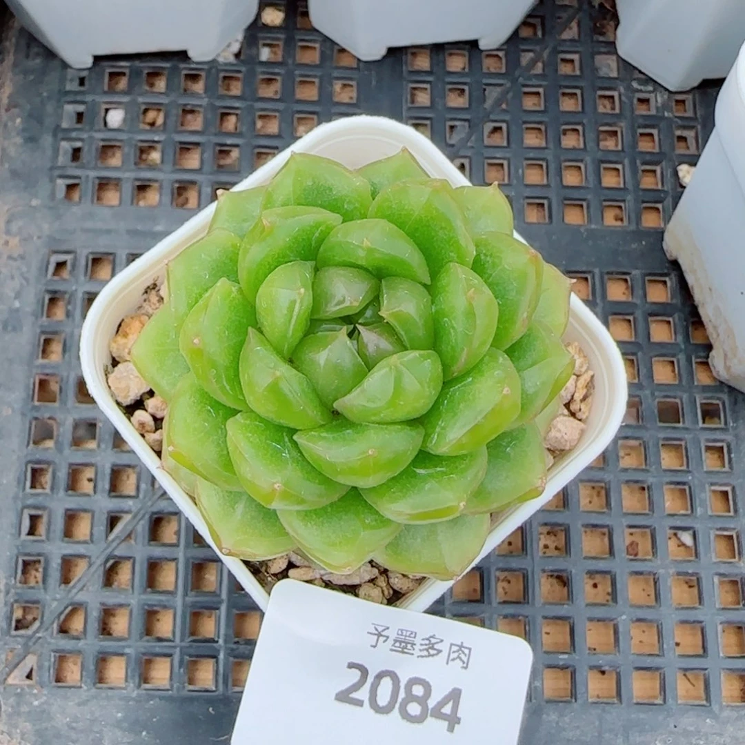 糖果珍妮，2084多肉植物