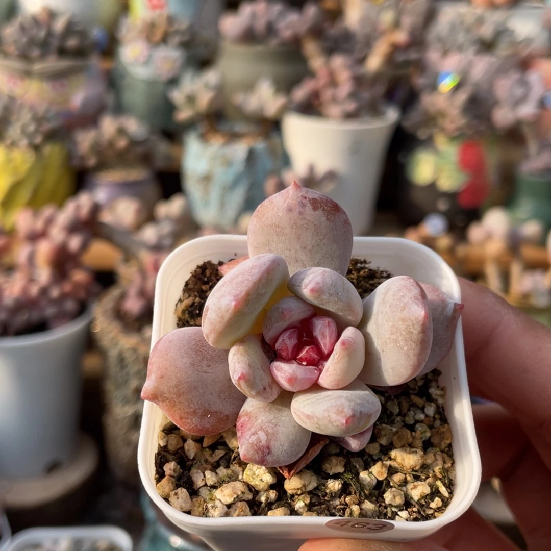 溏心雪天使带盆发货