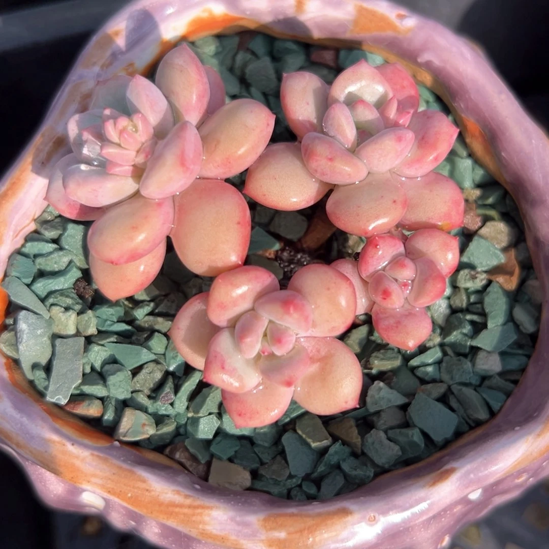 白马（满38包邮）多肉