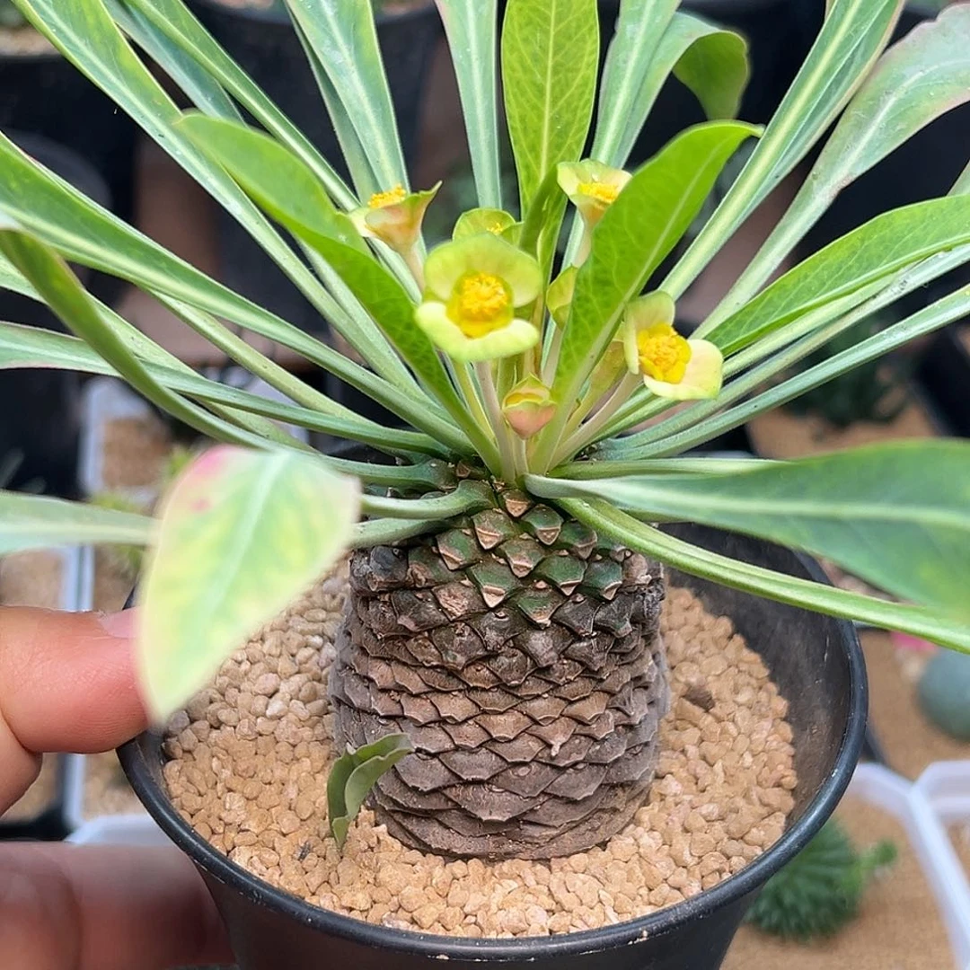 铁甲丸实生带盆发货