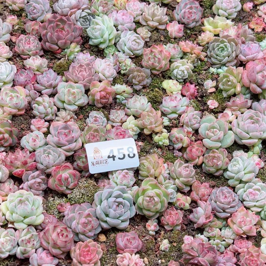 辣**枝多肉植物多肉植物