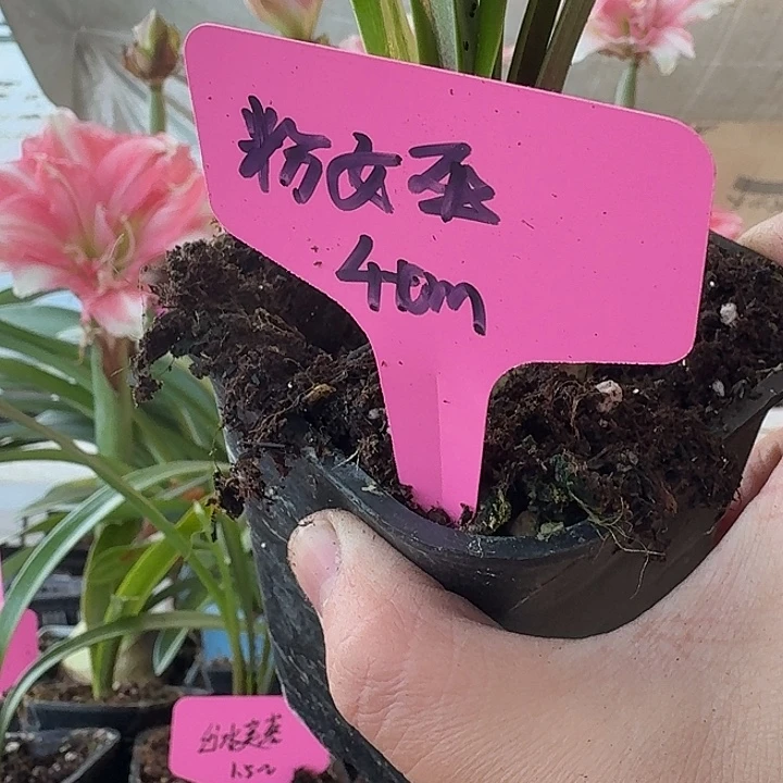 无花朵粉女巫朱顶红直径4