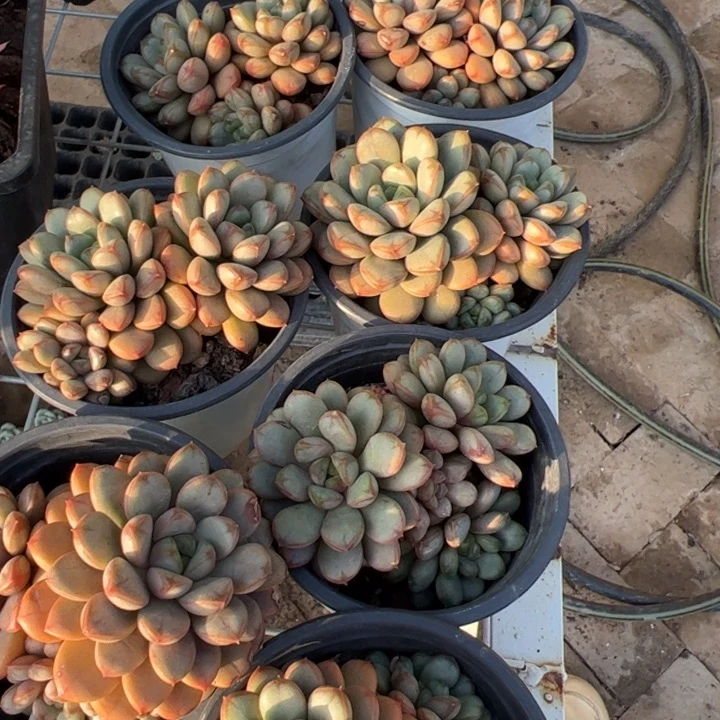 新疆包邮 葡萄群