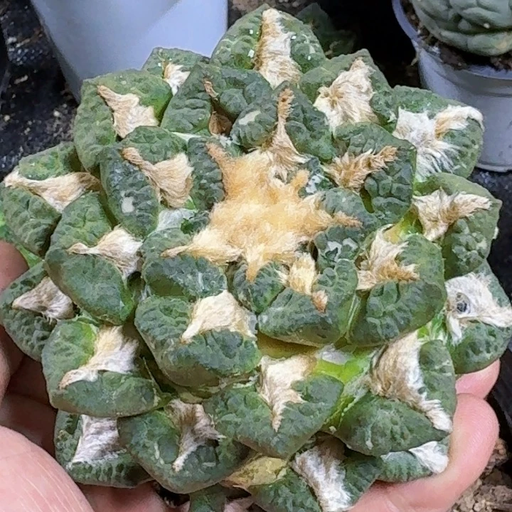 无花朵福利苗接小尤黑牡丹龟甲310