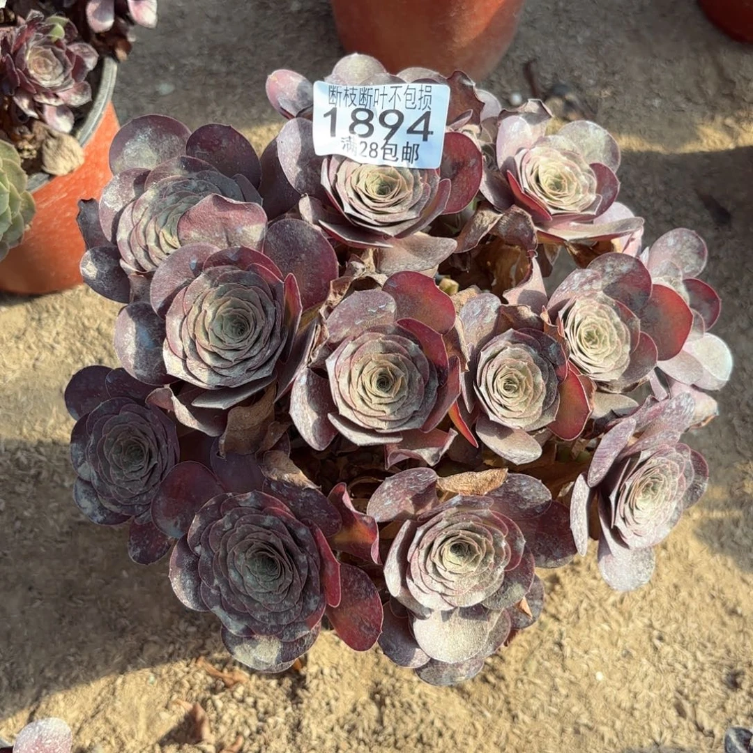 O. 1894美金玫瑰多肉11