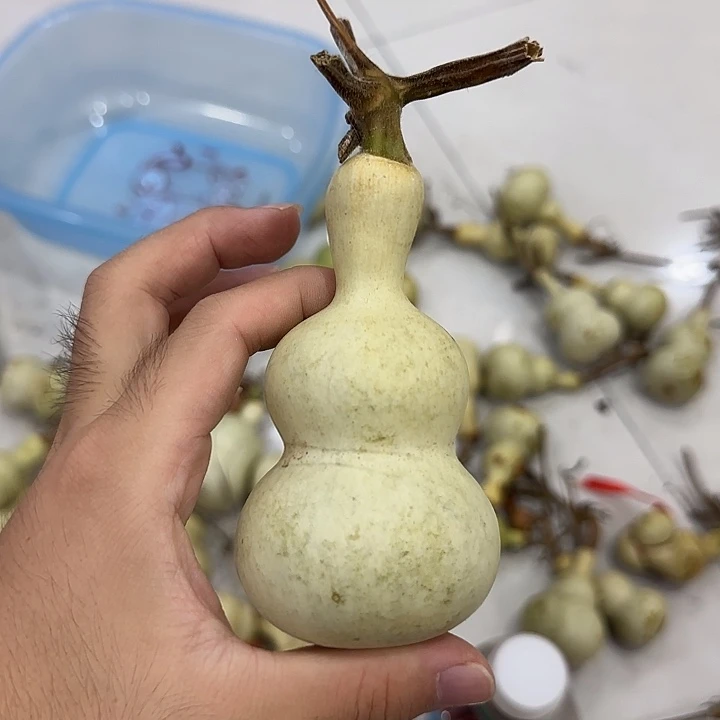 宥***腆葫芦ghnbbnnnnnnvjn