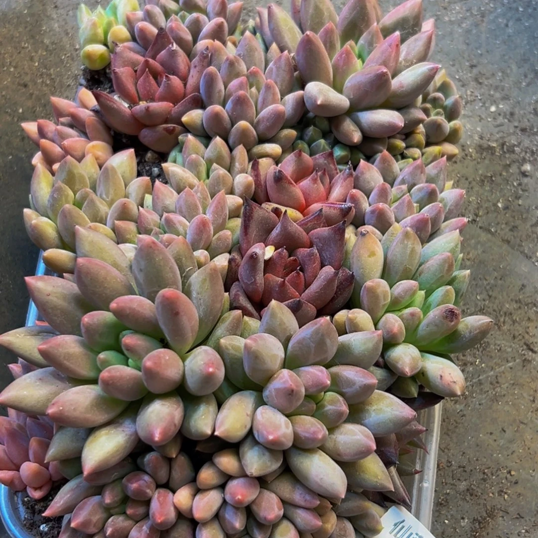 风***淡178多肉葡萄的价格