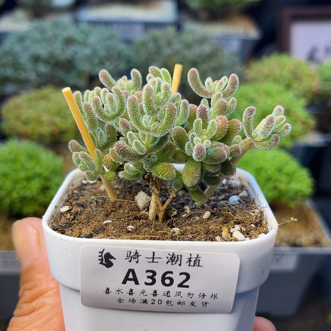 362优选冰晶枝干番杏