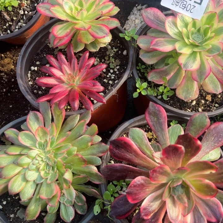 多肉植物515种植物