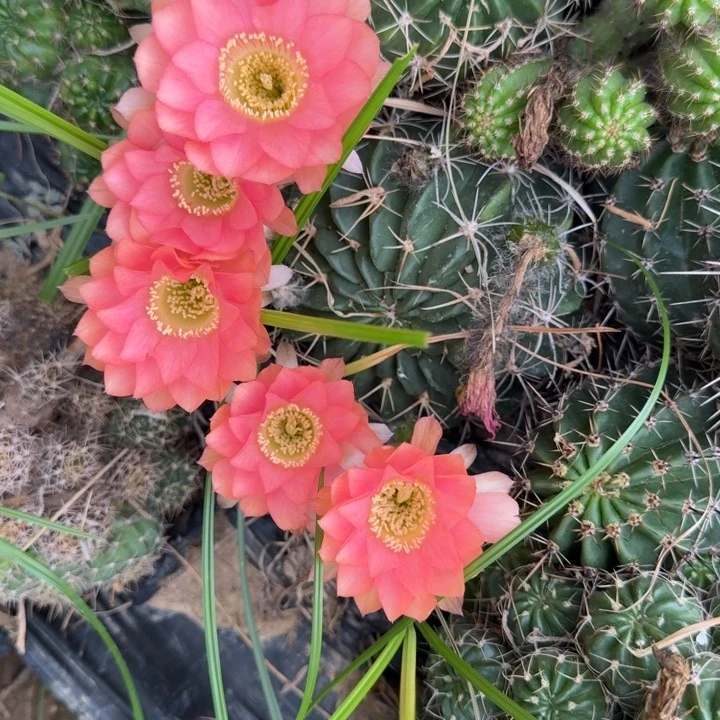 丽花仙人球仙人掌884