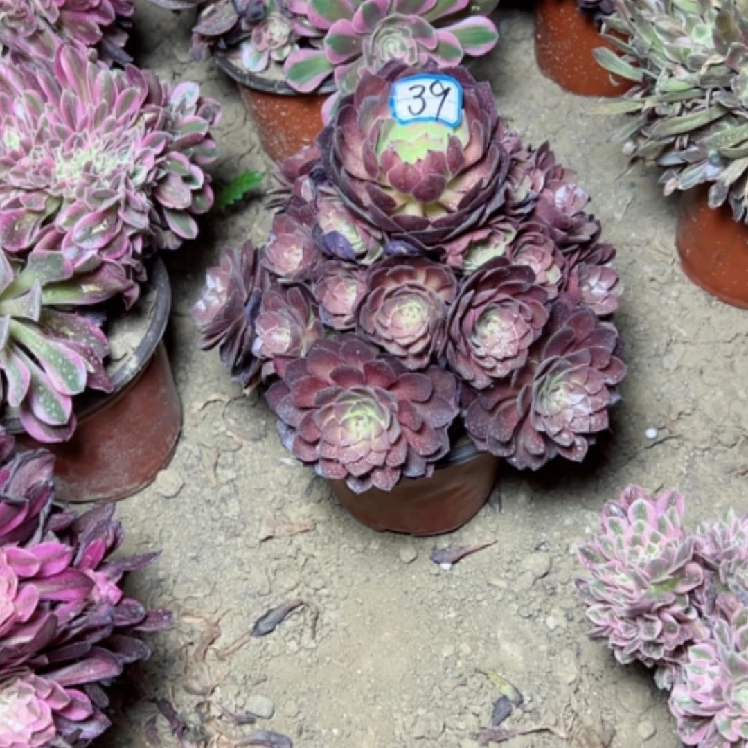 【闪购商品】天****）多肉植物断枝不包39