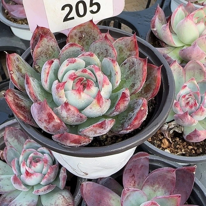 心***扬205 惊鸿仙子多肉植物