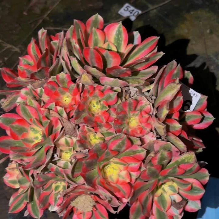 994妖月多肉植物不售后